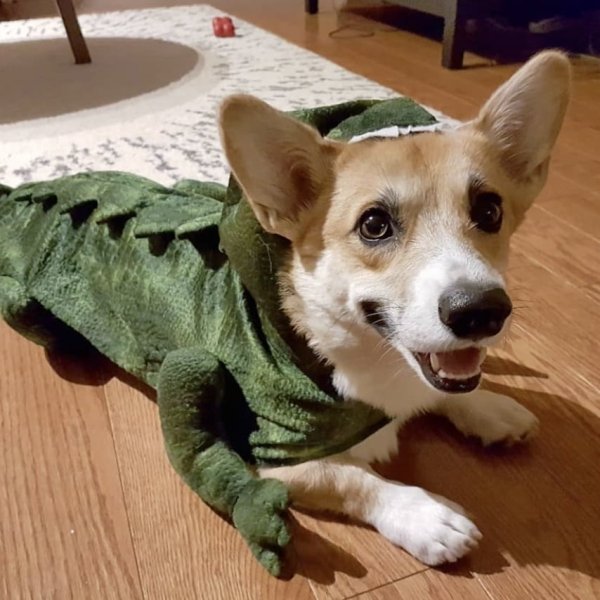 Popular 2020 Halloween Costumes (28 pics) Popular 2020 Halloween Costumes (28 pics)