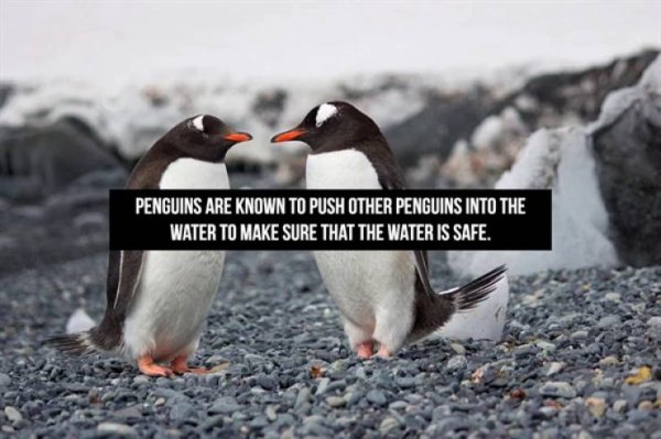 Interesting Facts (16 pics)