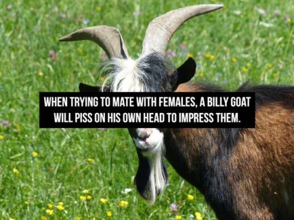 Interesting Facts (16 pics)