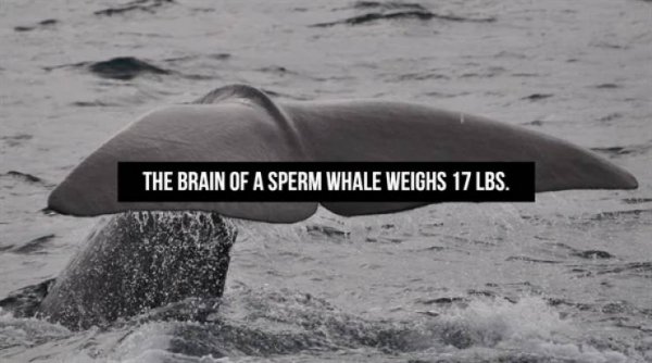 Interesting Facts (16 pics)
