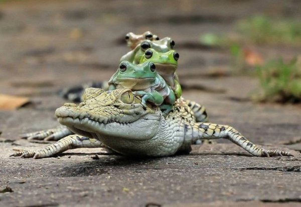 Acid Picdump. Part 1 (95 pics)