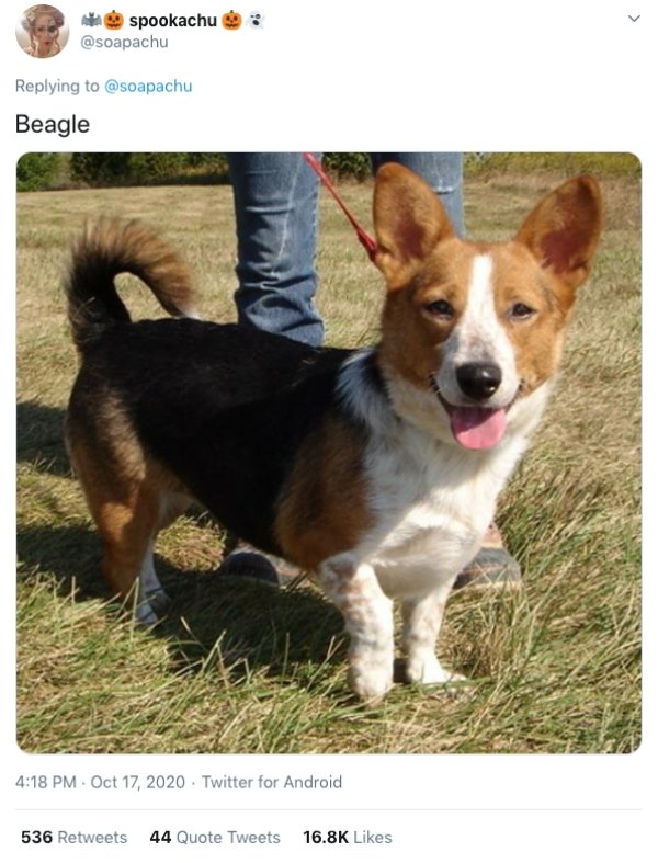 Corgis Crossed With Other Dog Breeds (21 pics)