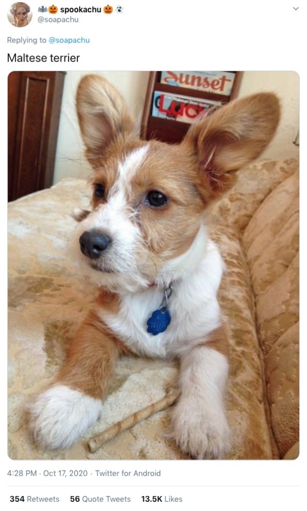 Corgis Crossed With Other Dog Breeds (21 pics)
