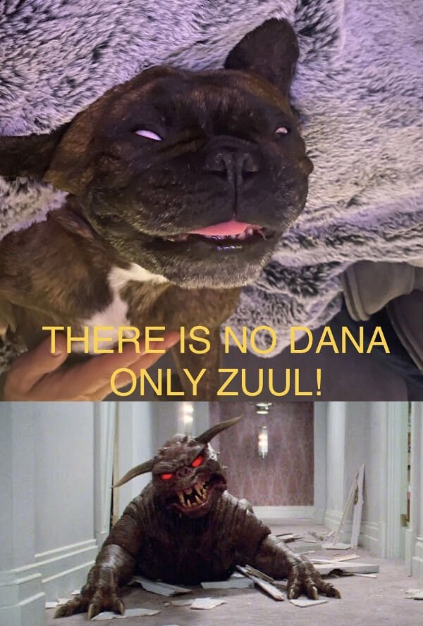 Ghostbusters Memes (23 pics)