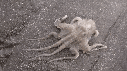 Acid Gifdump, October 20 (25 gifs)