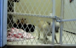 Acid Gifdump, October 20 (25 gifs)