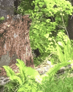 Acid Gifdump, October 20 (25 gifs)