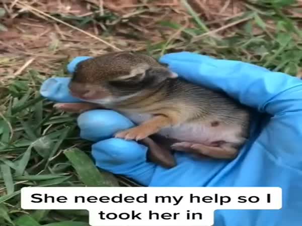This Man Found This Little Bunny Alone And Grown It