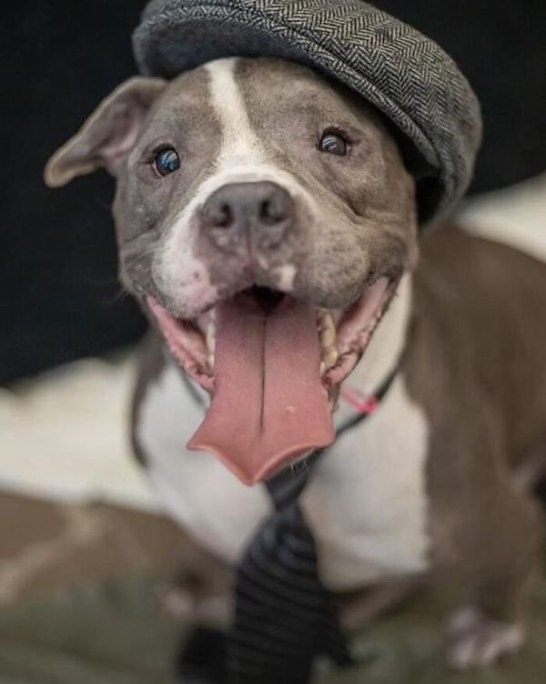 Adopted Elderly Shelter Pets (33 pics)