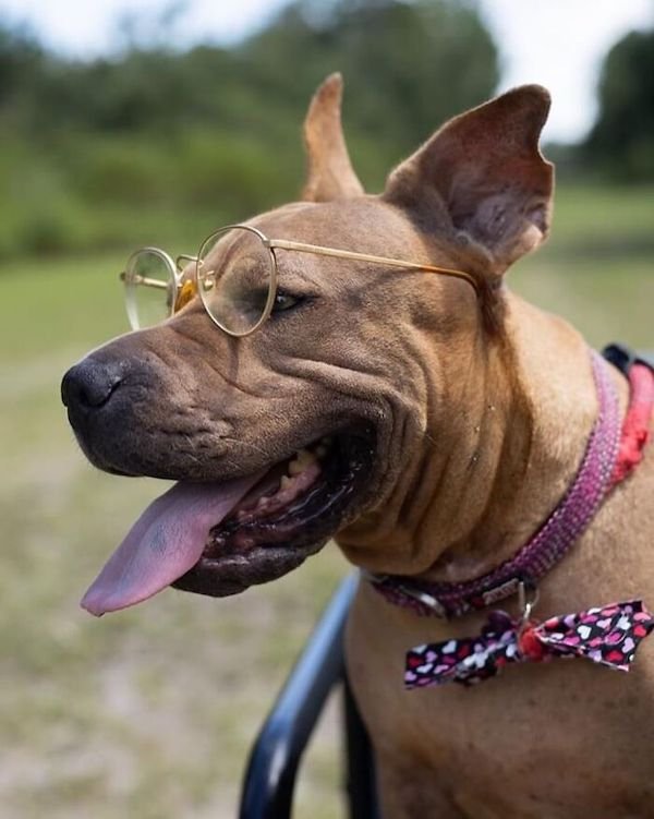 Adopted Elderly Shelter Pets (33 pics)