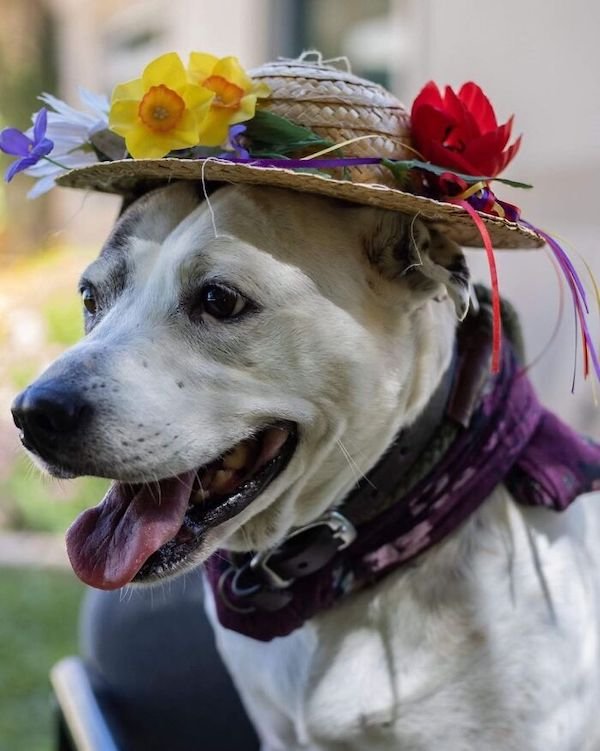 Adopted Elderly Shelter Pets (33 pics)
