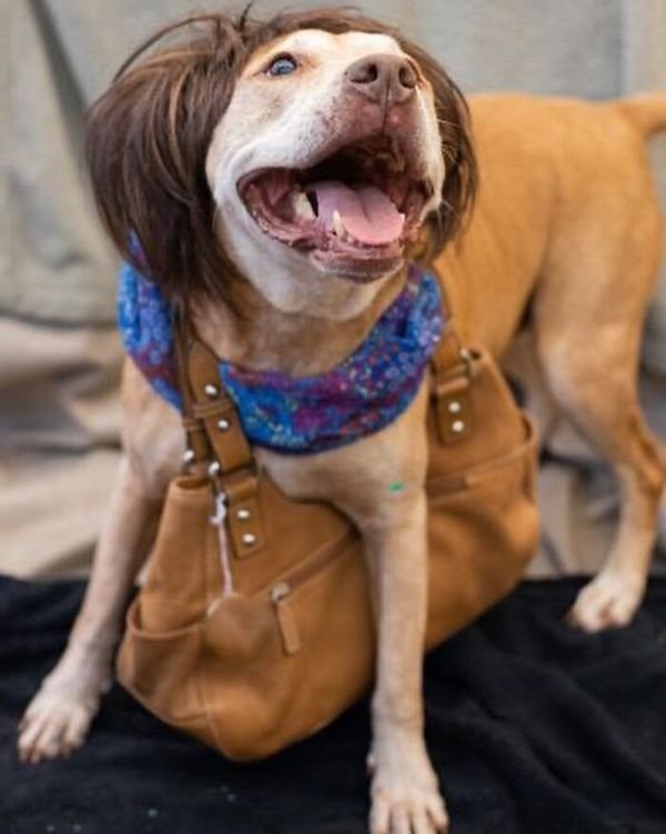 Adopted Elderly Shelter Pets (33 pics)