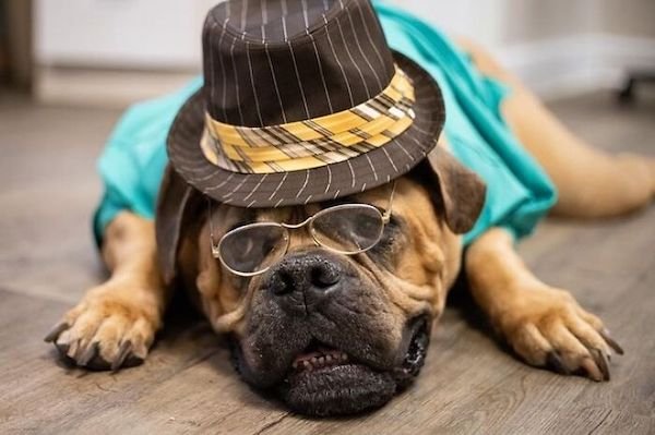 Adopted Elderly Shelter Pets (33 pics)