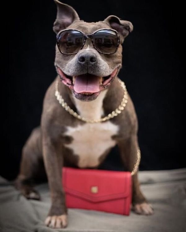 Adopted Elderly Shelter Pets (33 pics)