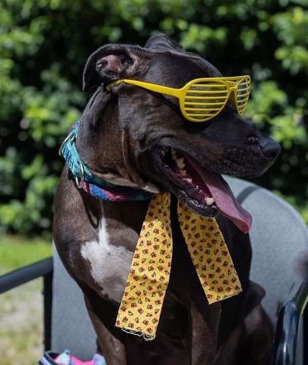 Adopted Elderly Shelter Pets (33 pics)