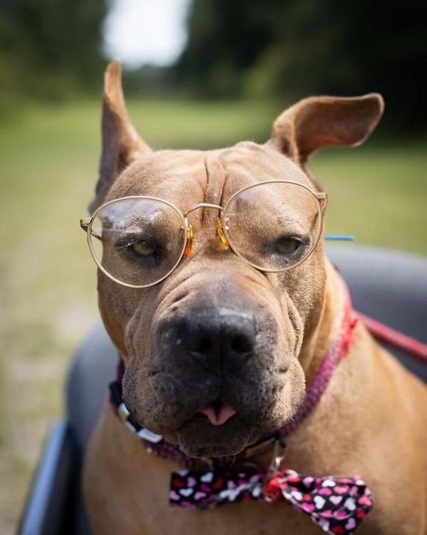 Adopted Elderly Shelter Pets (33 pics)