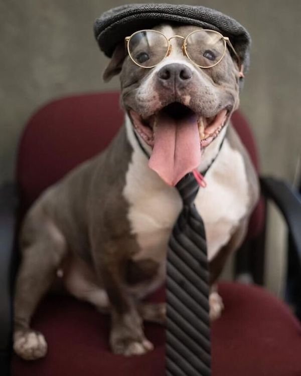 Adopted Elderly Shelter Pets (33 pics)