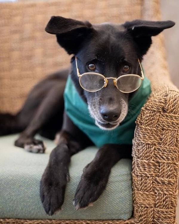 Adopted Elderly Shelter Pets (33 pics)