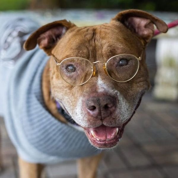 Adopted Elderly Shelter Pets (33 pics)