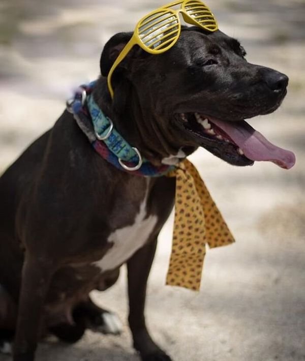 Adopted Elderly Shelter Pets (33 pics)