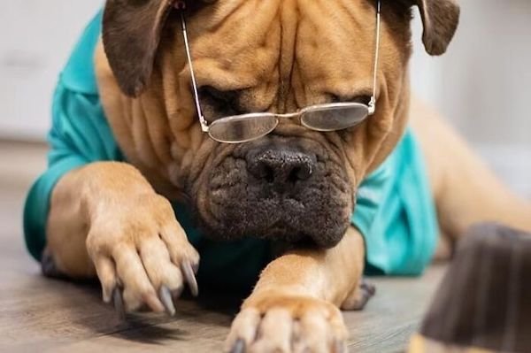 Adopted Elderly Shelter Pets (33 pics)