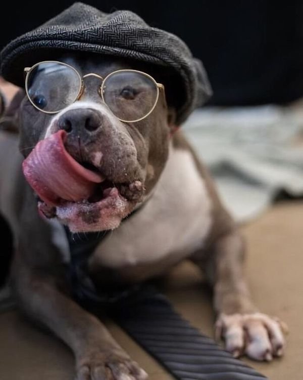 Adopted Elderly Shelter Pets (33 pics)