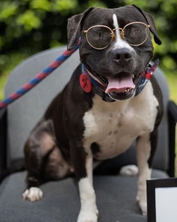 Adopted Elderly Shelter Pets (33 pics)