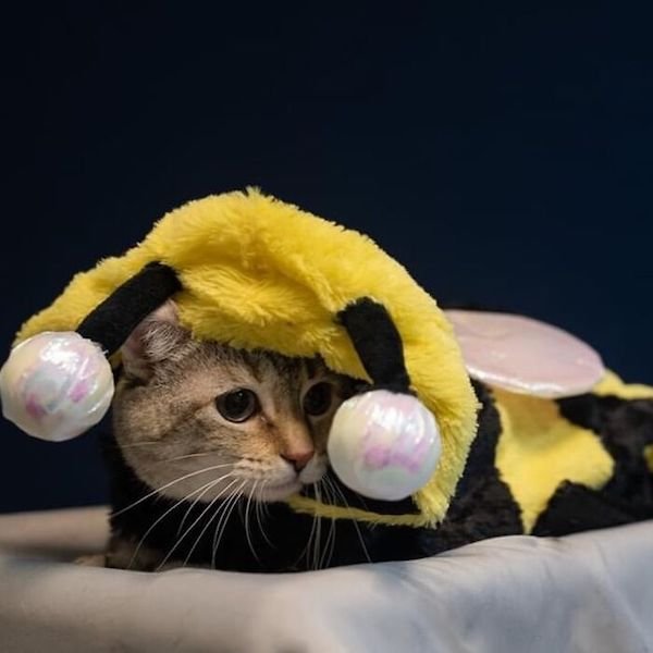 Adopted Elderly Shelter Pets (33 pics)