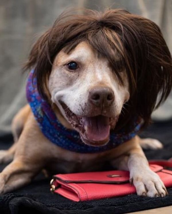 Adopted Elderly Shelter Pets (33 pics)