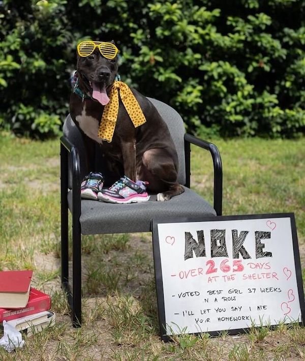 Adopted Elderly Shelter Pets (33 pics)
