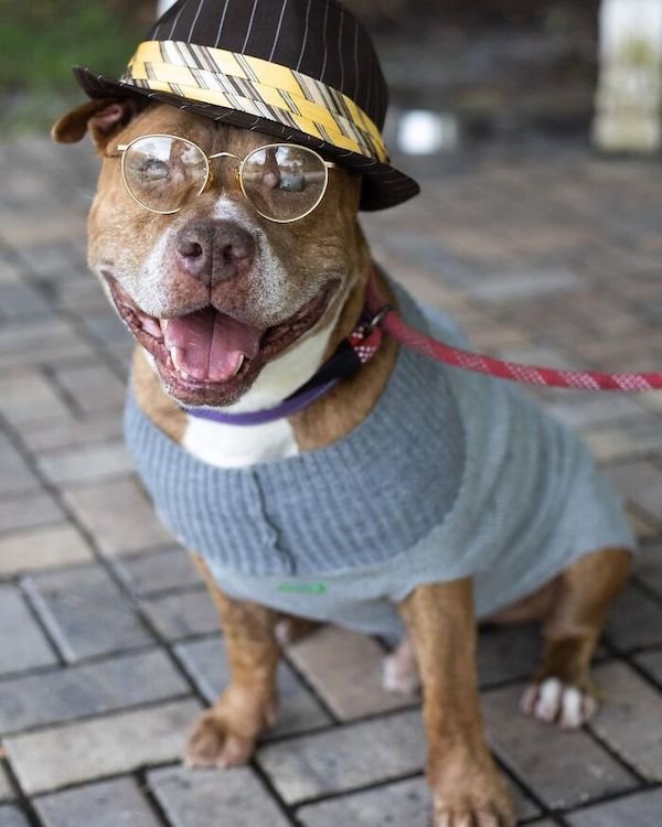 Adopted Elderly Shelter Pets (33 pics)
