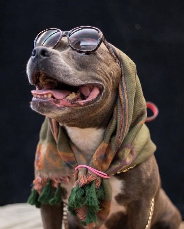 Adopted Elderly Shelter Pets (33 pics)