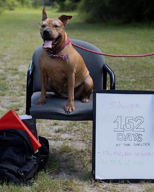 Adopted Elderly Shelter Pets (33 pics)