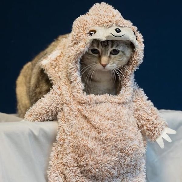 Adopted Elderly Shelter Pets (33 pics)