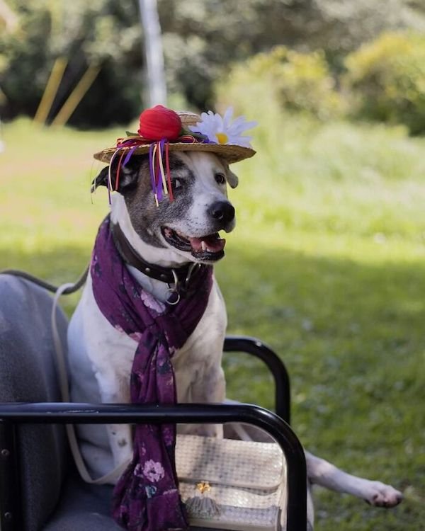 Adopted Elderly Shelter Pets (33 pics)