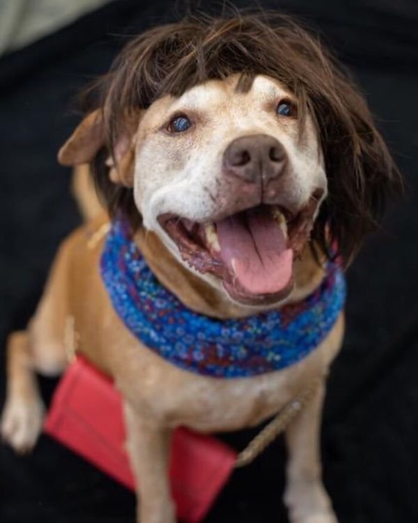 Adopted Elderly Shelter Pets (33 pics)