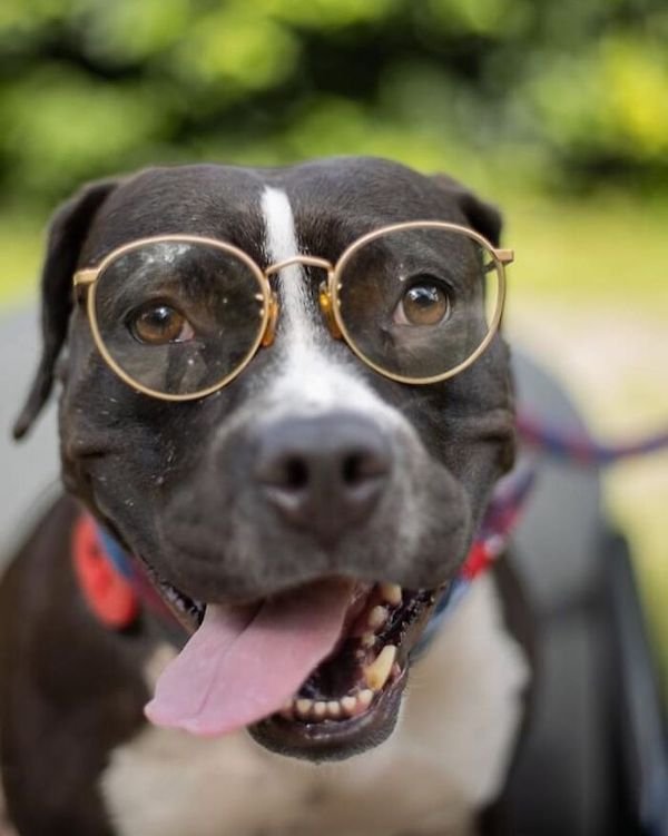Adopted Elderly Shelter Pets (33 pics)