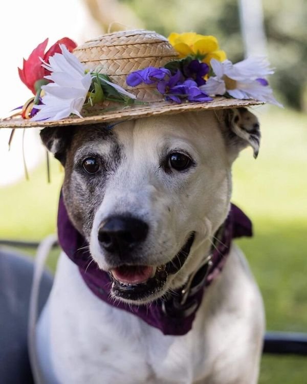 Adopted Elderly Shelter Pets (33 pics)