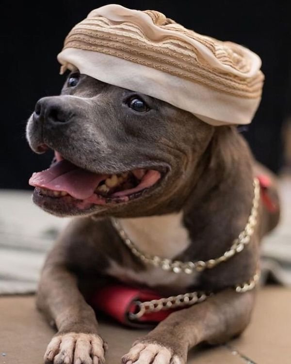 Adopted Elderly Shelter Pets (33 pics)