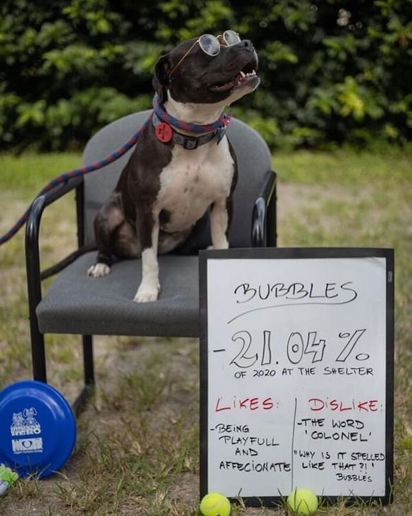 Adopted Elderly Shelter Pets (33 pics)