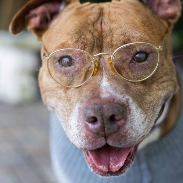Adopted Elderly Shelter Pets (33 pics)