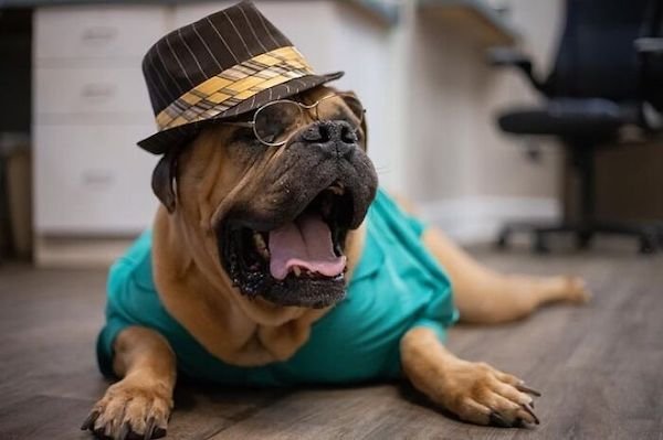 Adopted Elderly Shelter Pets (33 pics)