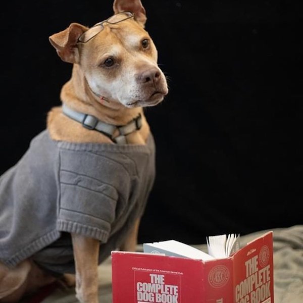 Adopted Elderly Shelter Pets (33 pics)