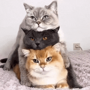 Acid Gifdump, October 21 (25 gifs)