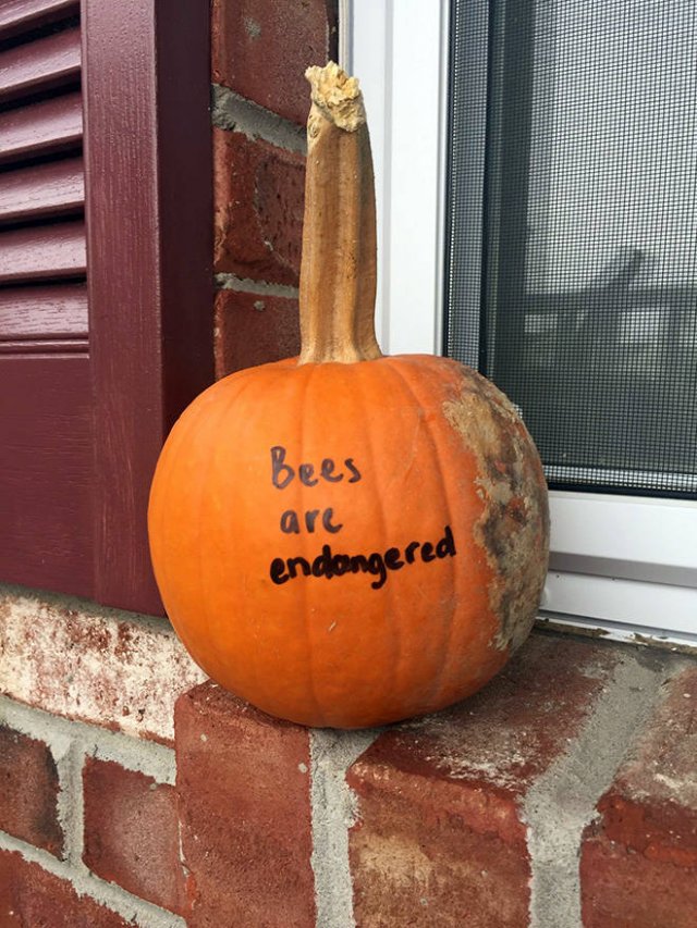 Weird Halloween Pumpkins (19 pics)