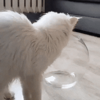 Acid Gifdump, October 22 (25 gifs)