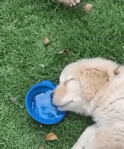 Acid Gifdump, October 22 (25 gifs)