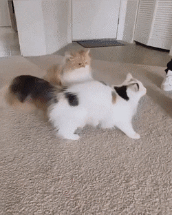 Acid Gifdump, October 22 (25 gifs)