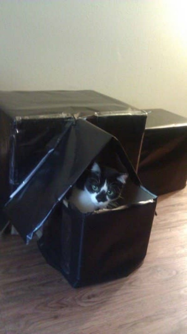 DIY Cat Forts (30 pics)