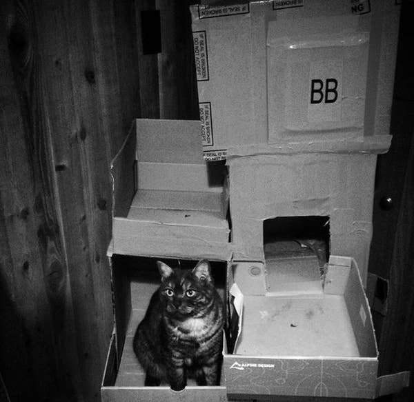 DIY Cat Forts (30 pics)